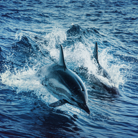 swimming-dolphins-2347462