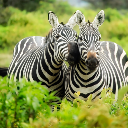 zebras-on-zebra-247376